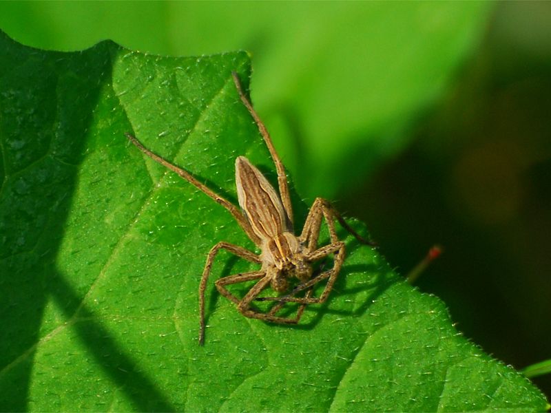  Pisaura mirabilis