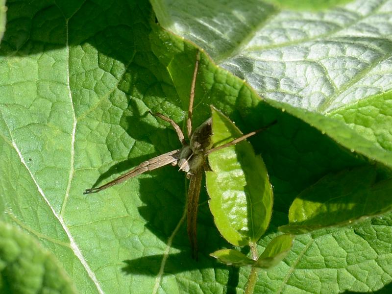  Pisaura mirabilis