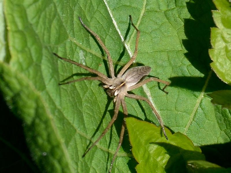  Pisaura mirabilis