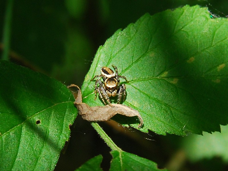 Evarcha falcata