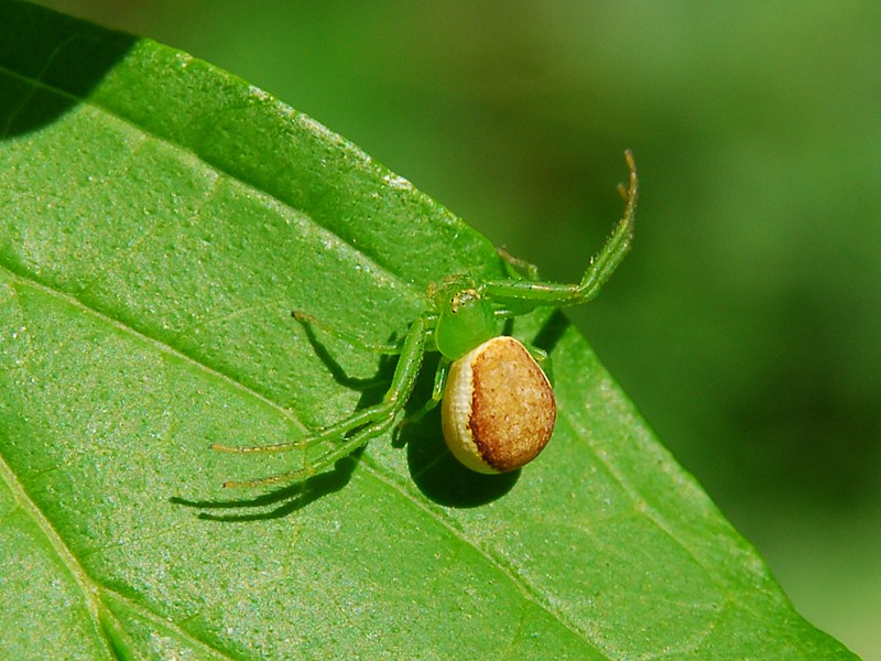  Diaea dorsata