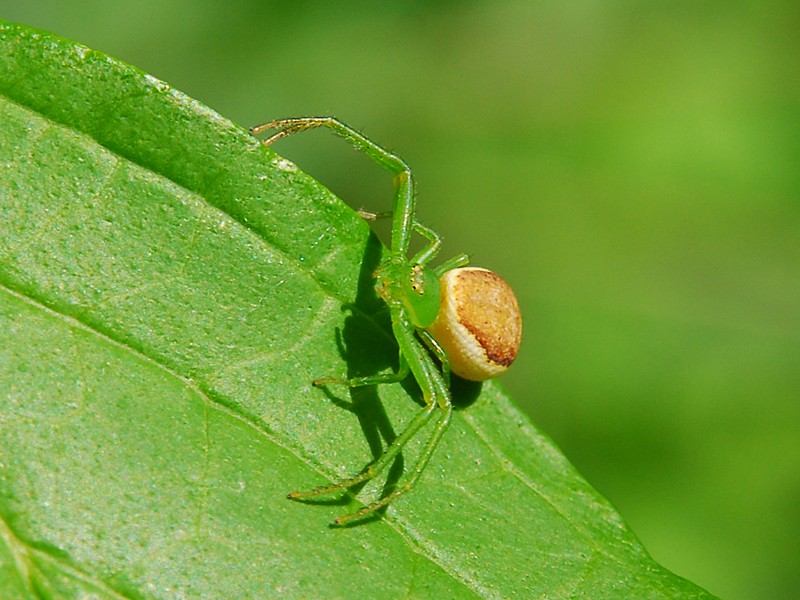  Diaea dorsata