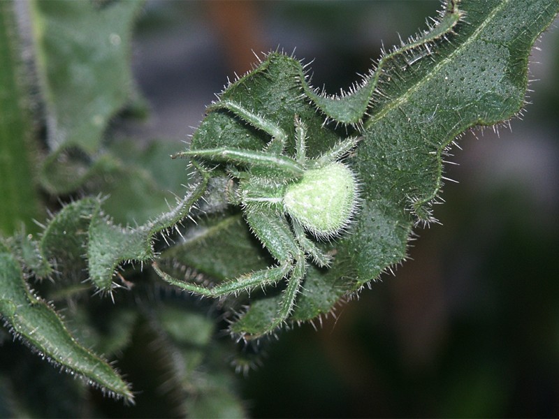  Heriaeus hirtus