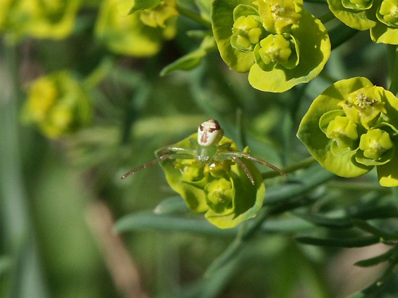  Misumenops tricuspidatus