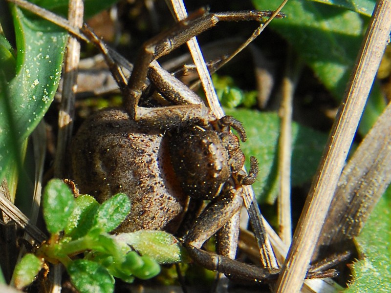  Xysticus robustus