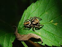 Braune Springspinne