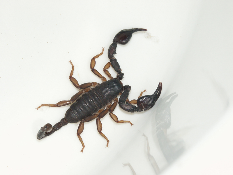 Euscorpius flavicaudis