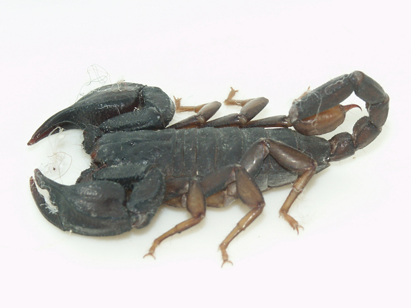 Euscorpius flavicaudis