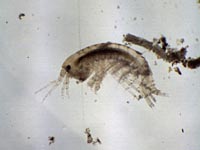 Amphipoda