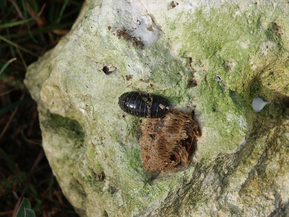 Armadillidium vulgare