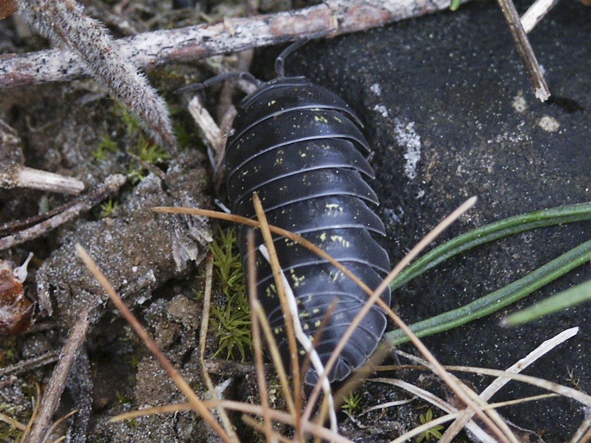 Armadillidium vulgare