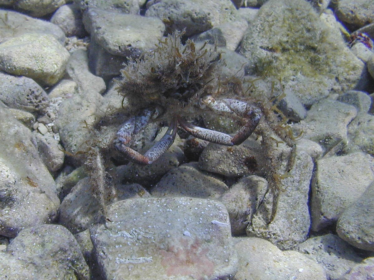 Maia verrucosa