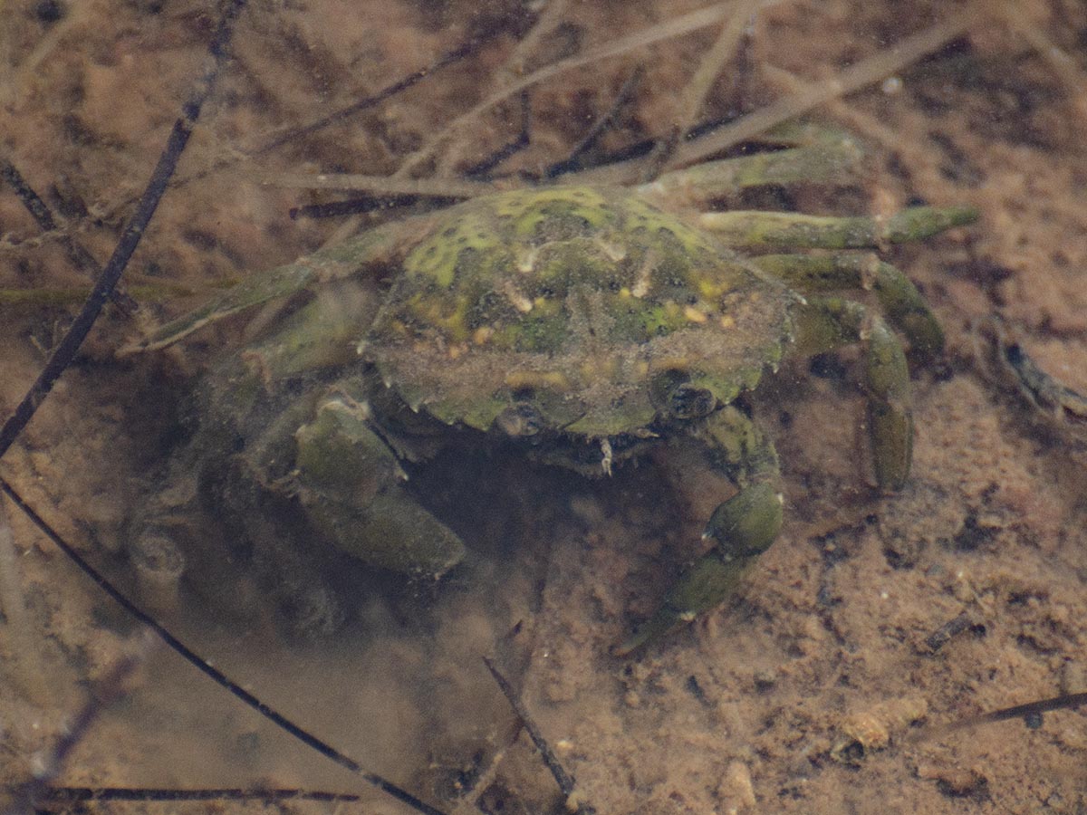 Carcinus mediterraneus