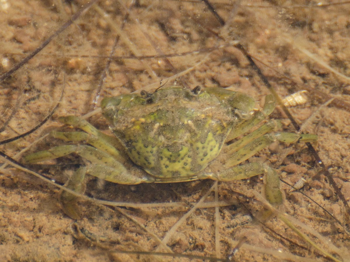 Carcinus mediterraneus