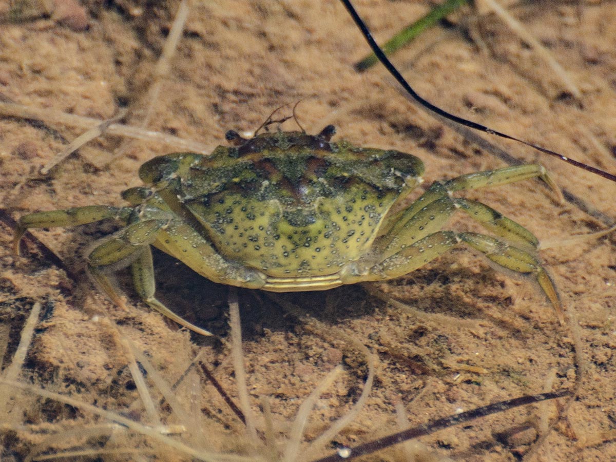 Carcinus mediterraneus