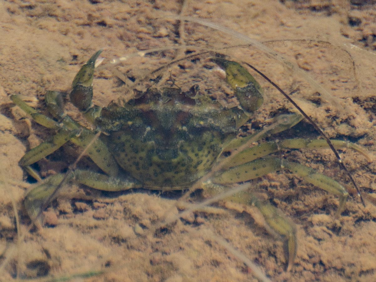 Carcinus mediterraneus