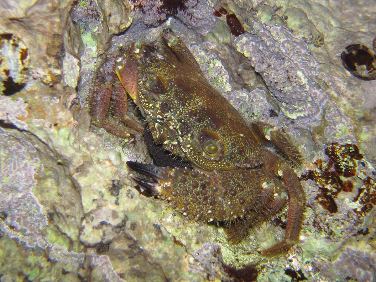 Eriphia verrucosa