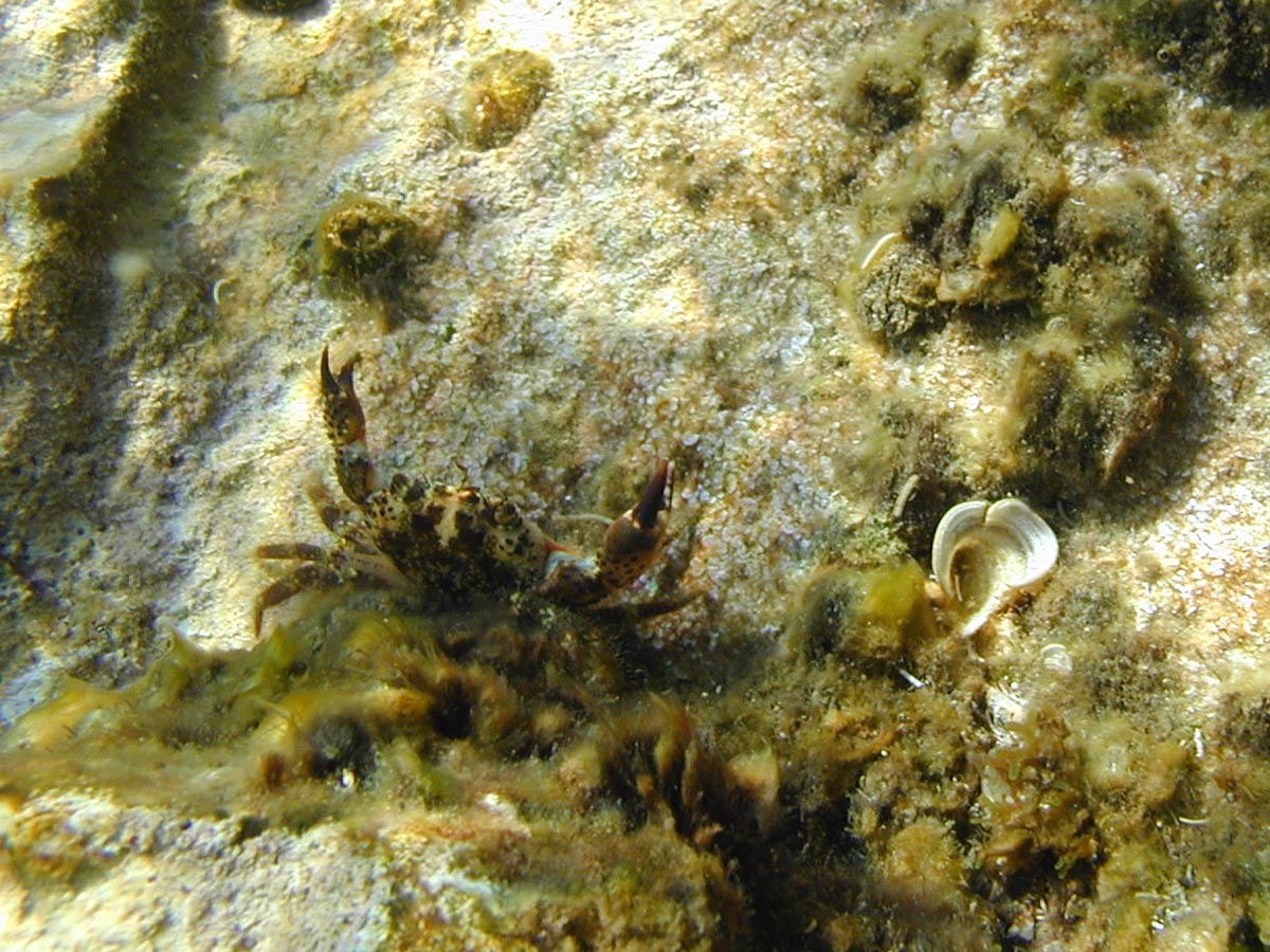 Eriphia verrucosa