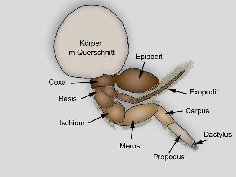 Krebsbein