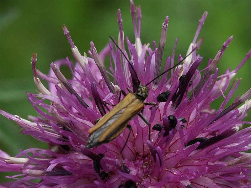 Oedemera femorata