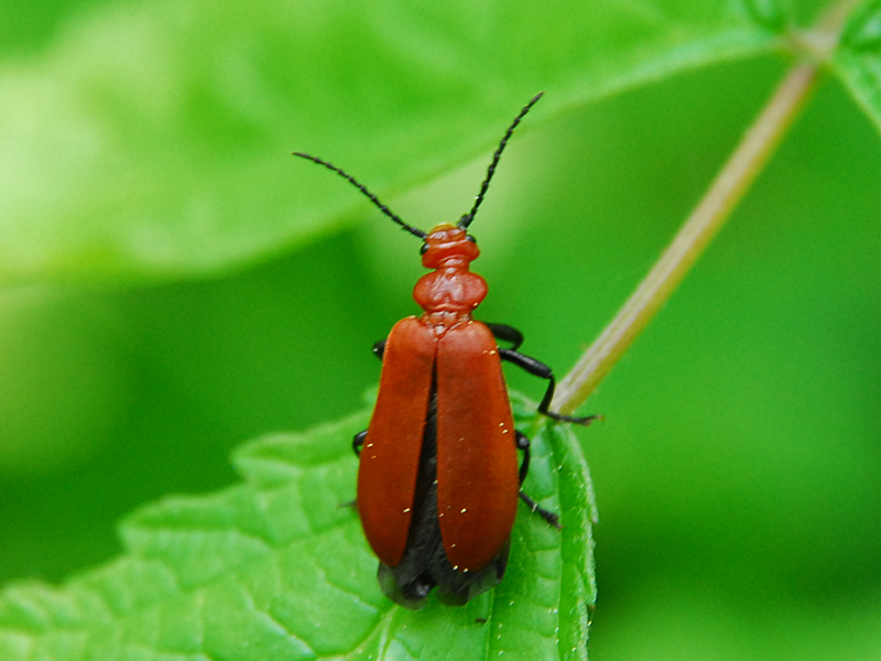 Pyrochroa serraticornis