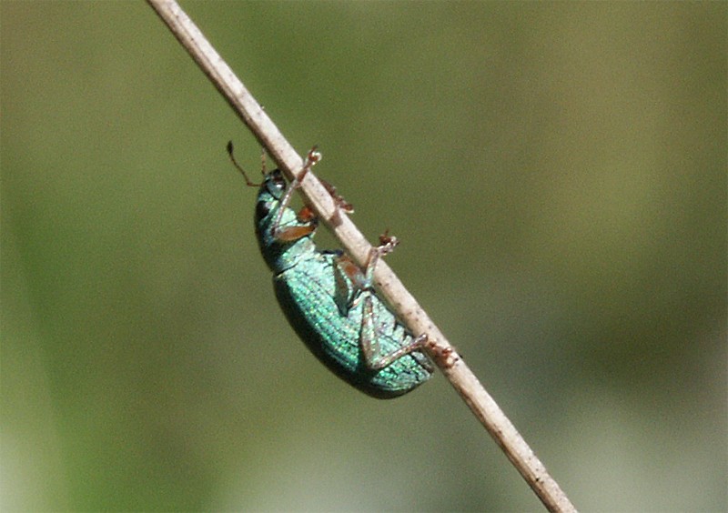 Phyllobius sp.