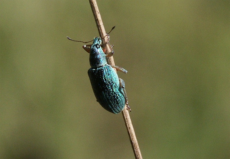 Phyllobius sp.