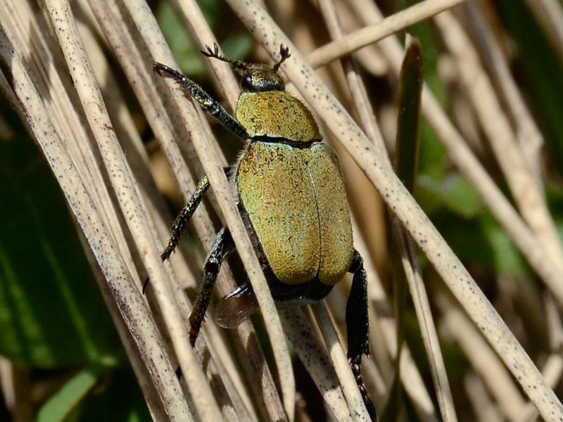 Hoplia argentea
