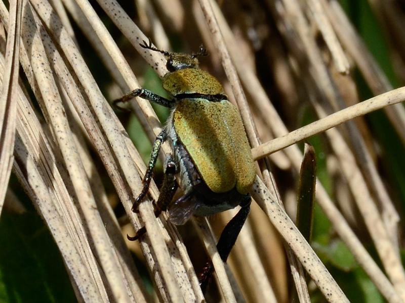 Hoplia argentea