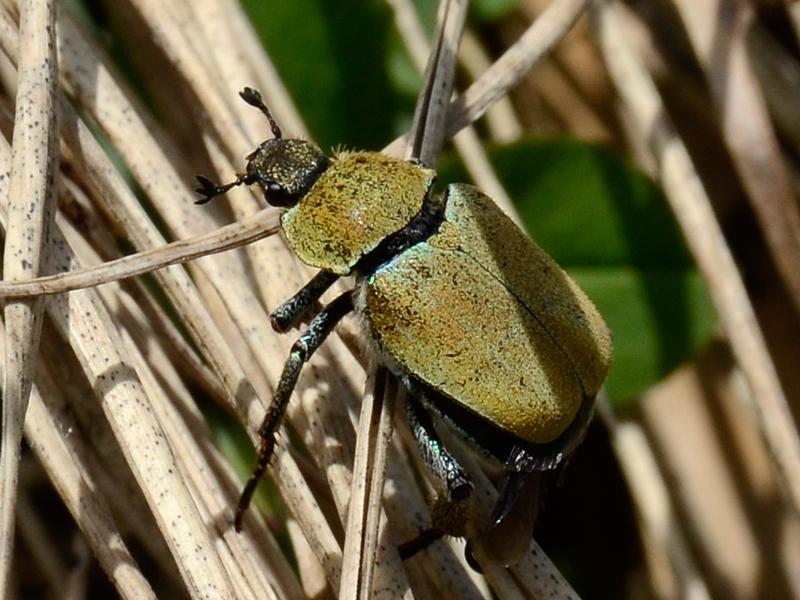 Hoplia argentea