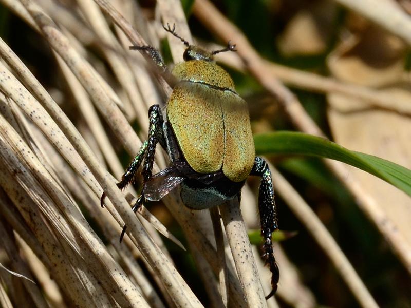 Hoplia argentea