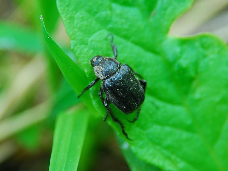 Hoplia praticola