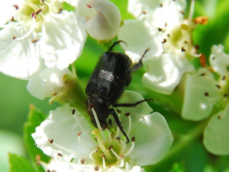 Hoplia praticola