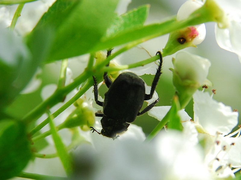 Hoplia praticola