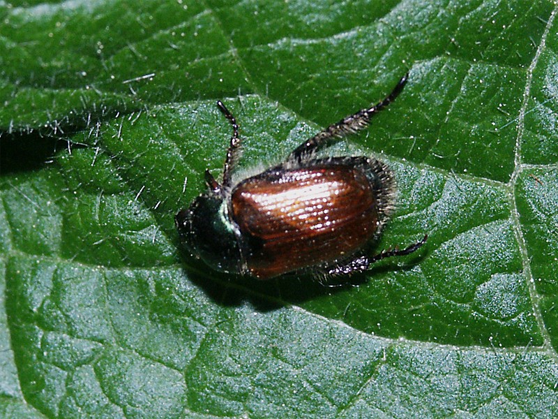 Phyllopertha horticola