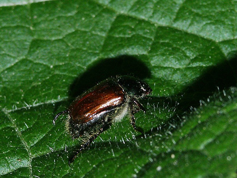 Phyllopertha horticola