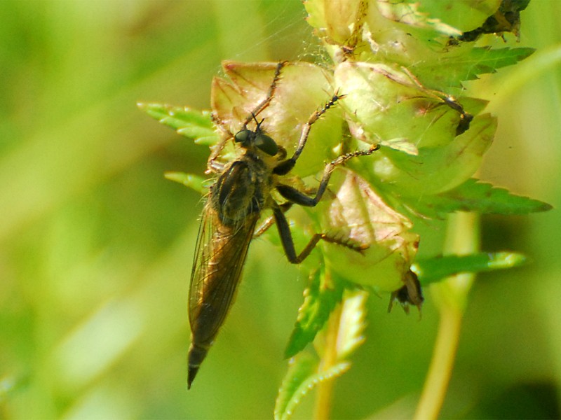 Tolmerus atricapillus