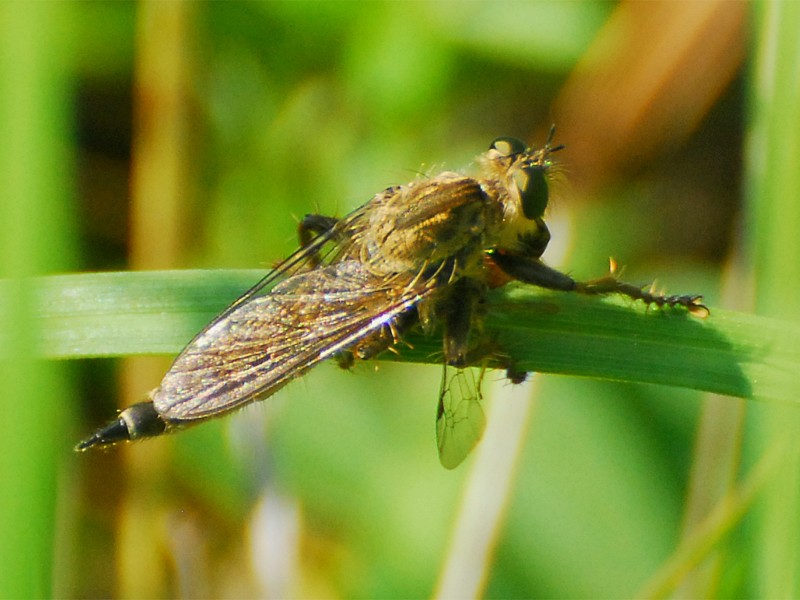 Tolmerus atricapillus