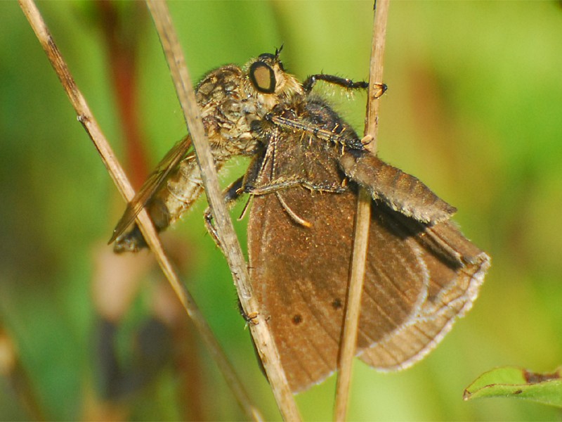 Tolmerus atricapillus
