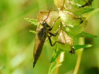 Gemeine Raubfliege