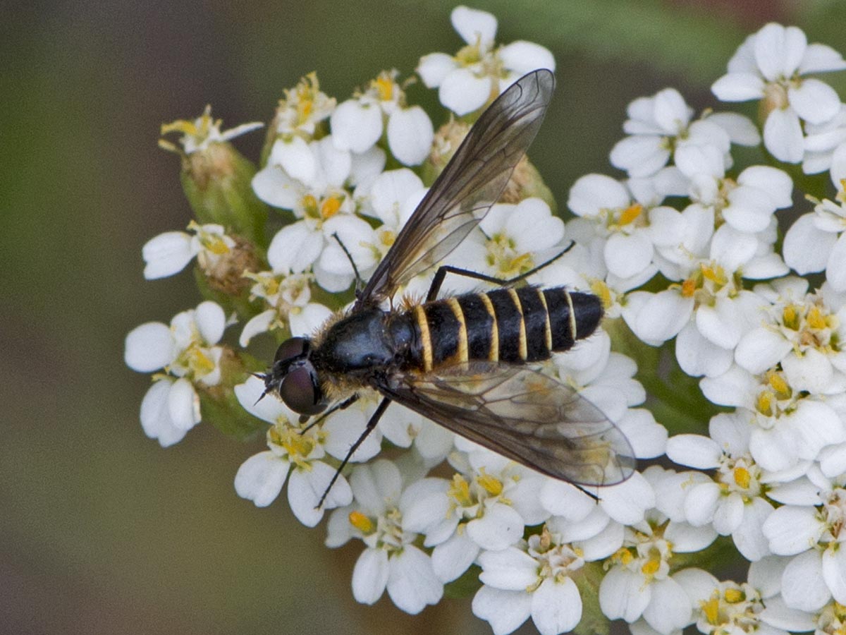 Lomatia lateralis