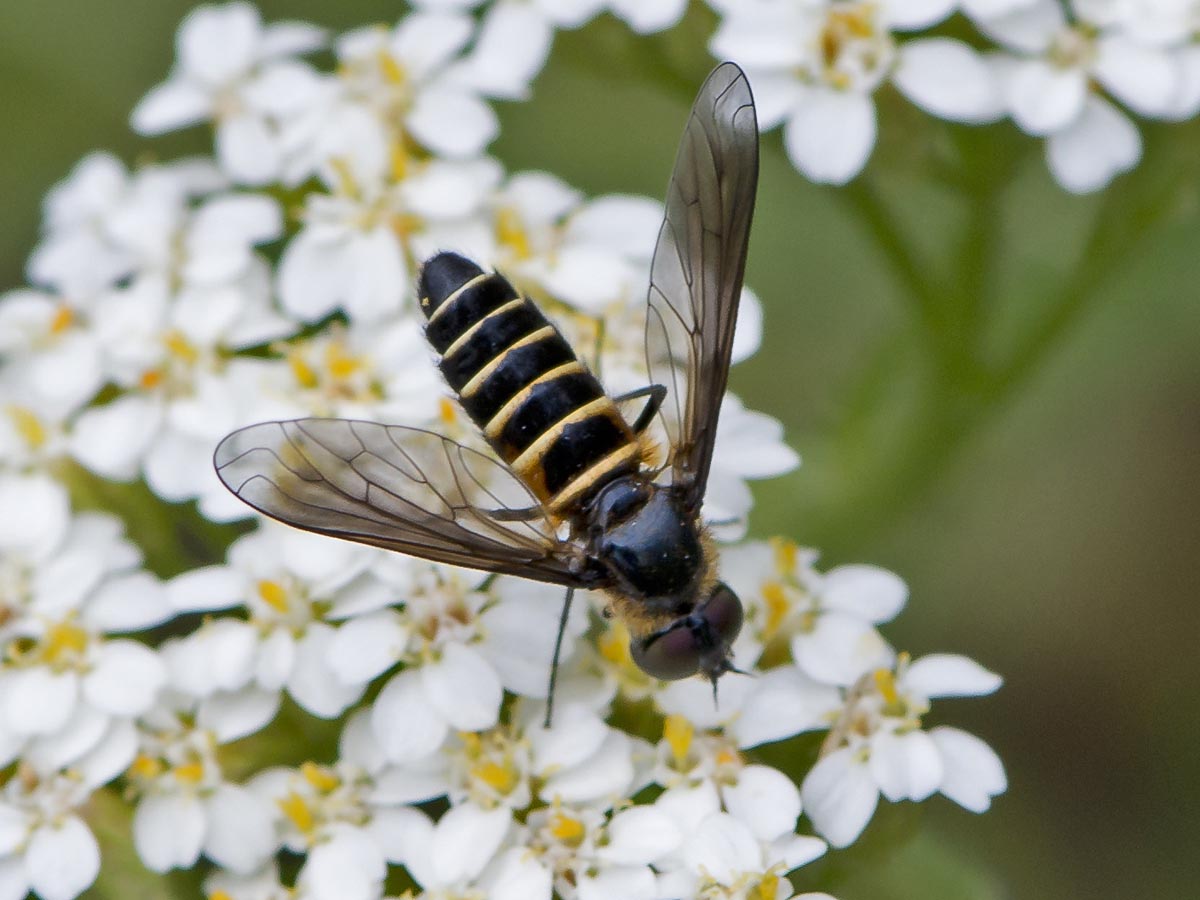 Lomatia lateralis