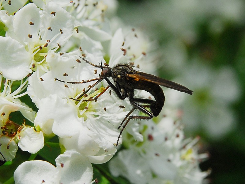 Empis sp.