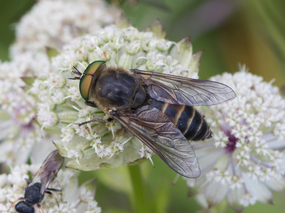 Philipomyia aprica