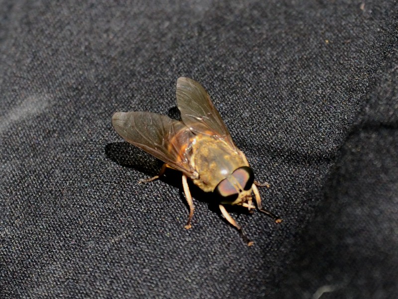 Tabanus sudeticus