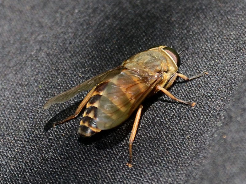 Tabanus sudeticus