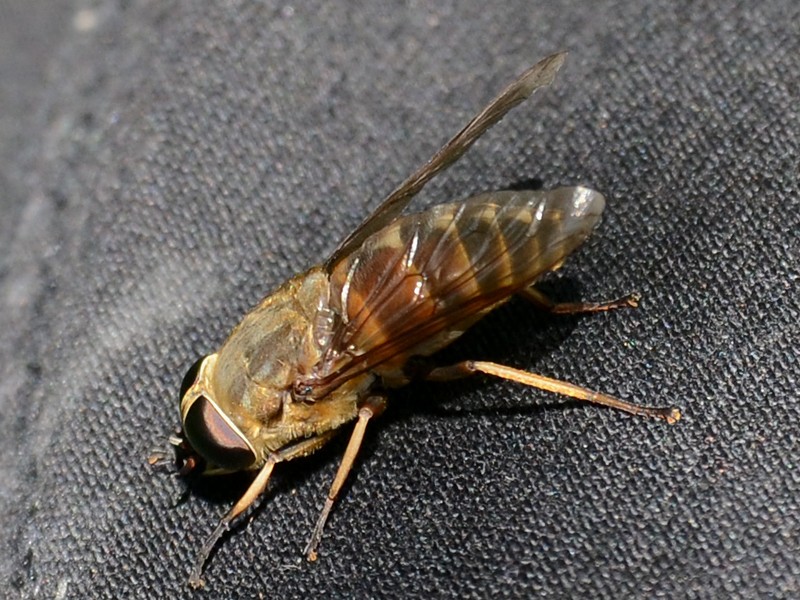 Tabanus sudeticus