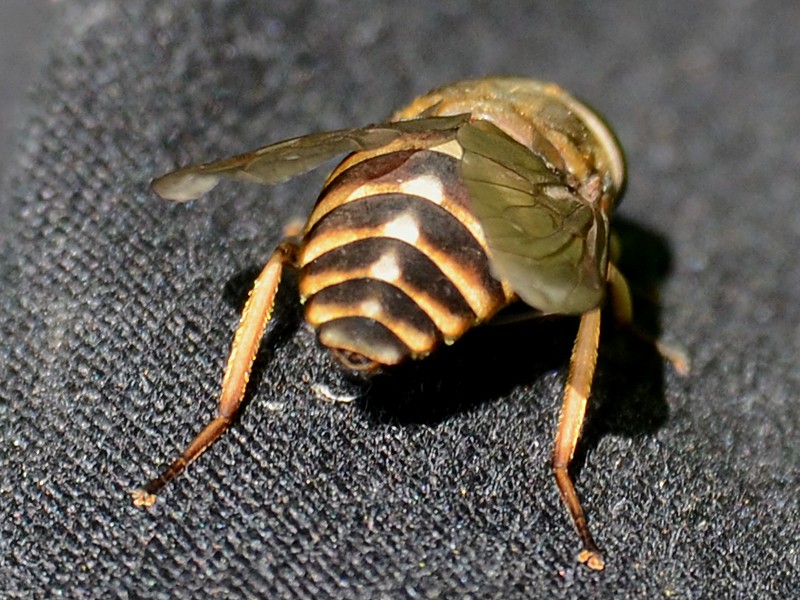 Tabanus sudeticus