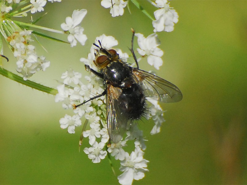 Mesembrina meridiana