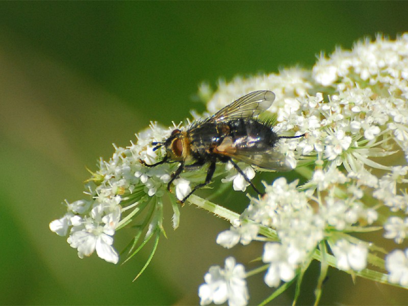 Mesembrina meridiana